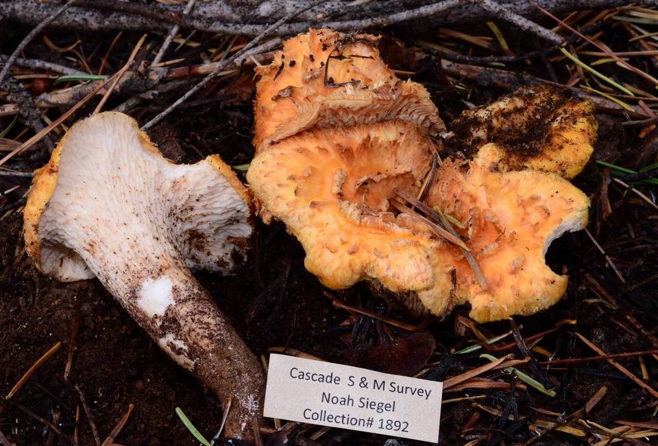 Gomphus bonarii image