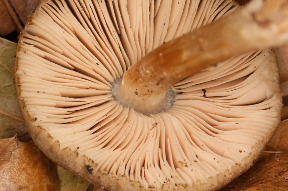 Pluteus roseipes image