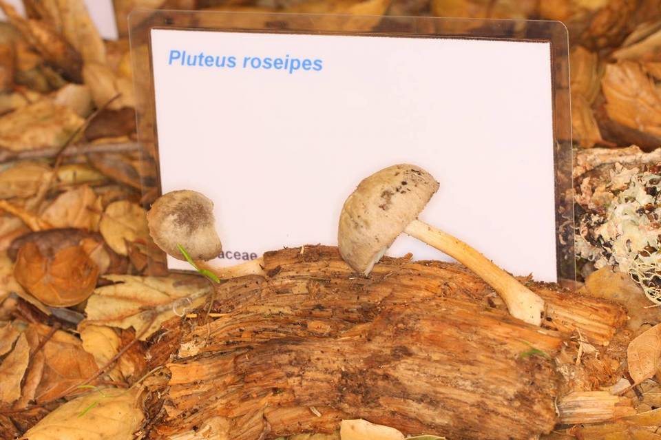 Pluteus roseipes image