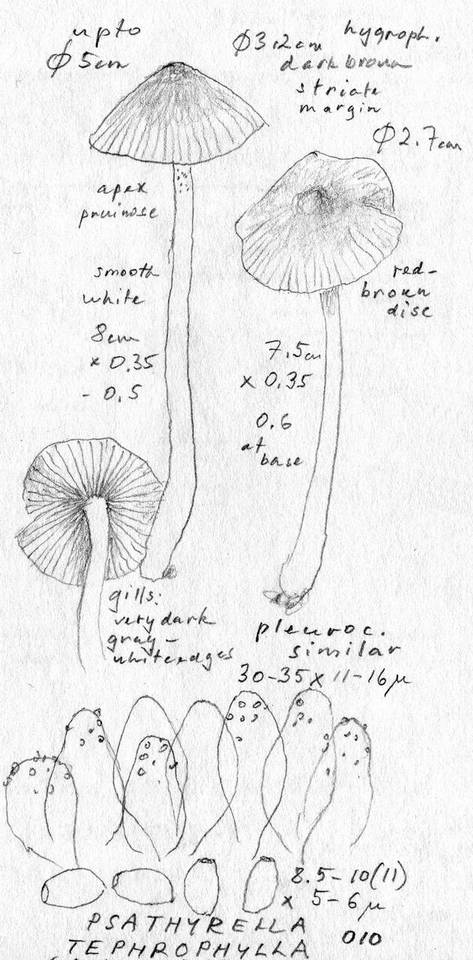 Psathyrella tephrophylla image