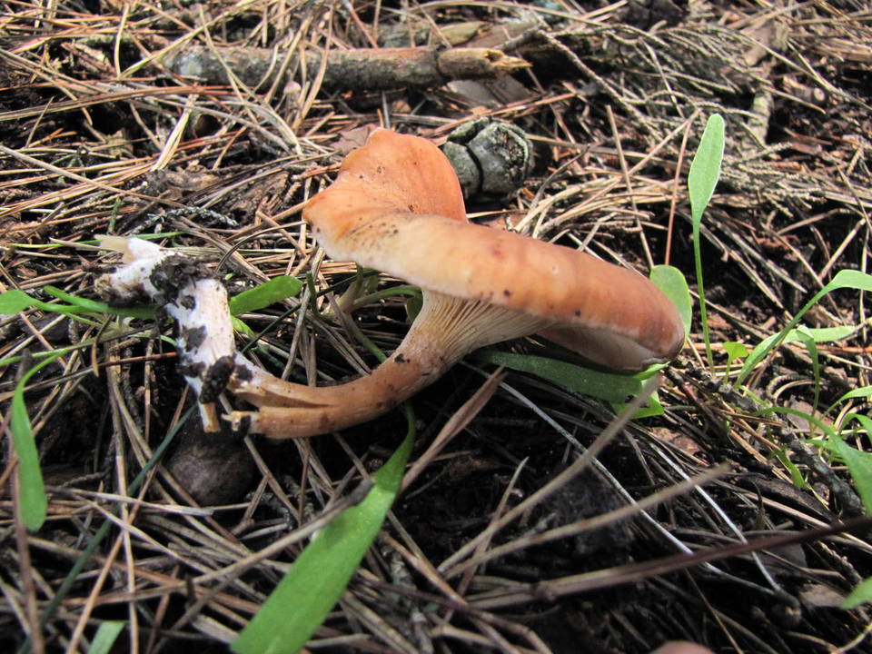 Clitocybe flaccida image