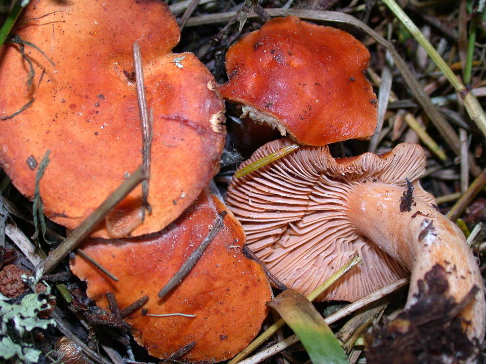 Lactarius substriatus image