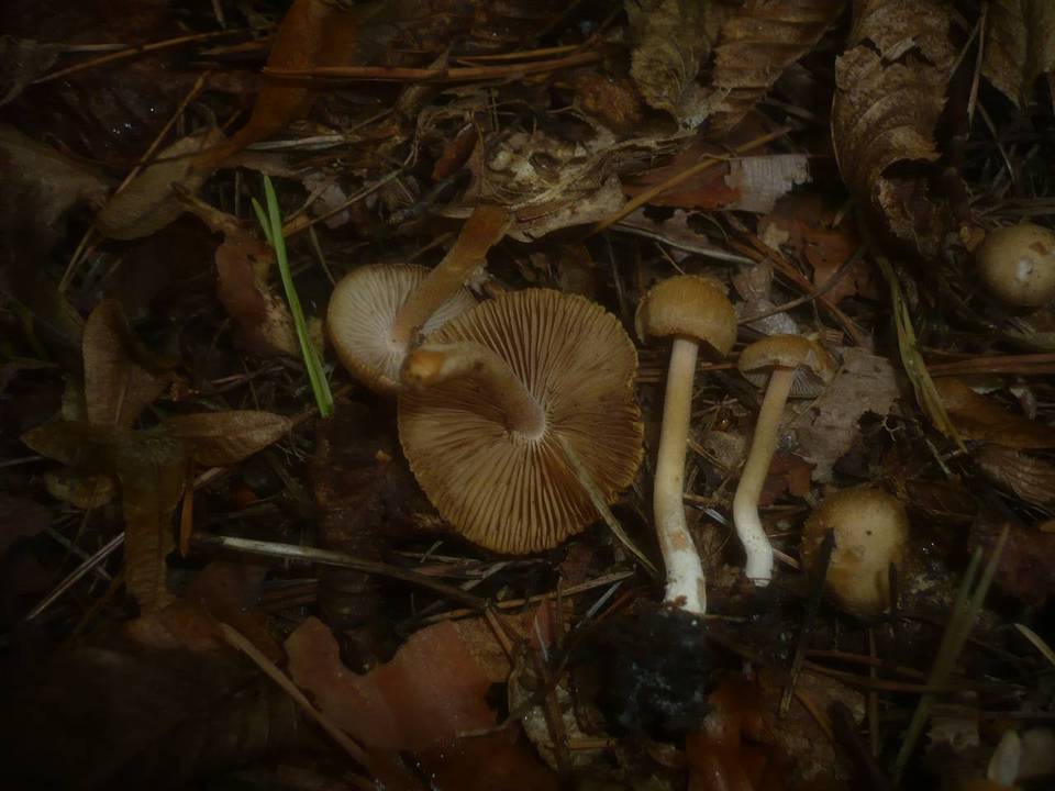 Inocybe hirtella image