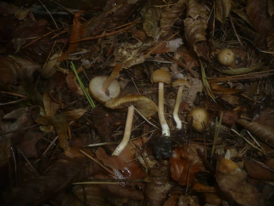 Inocybe hirtella image