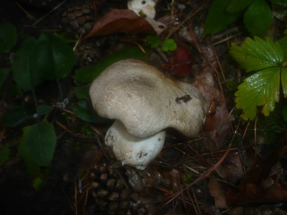 Tricholoma filamentosum image