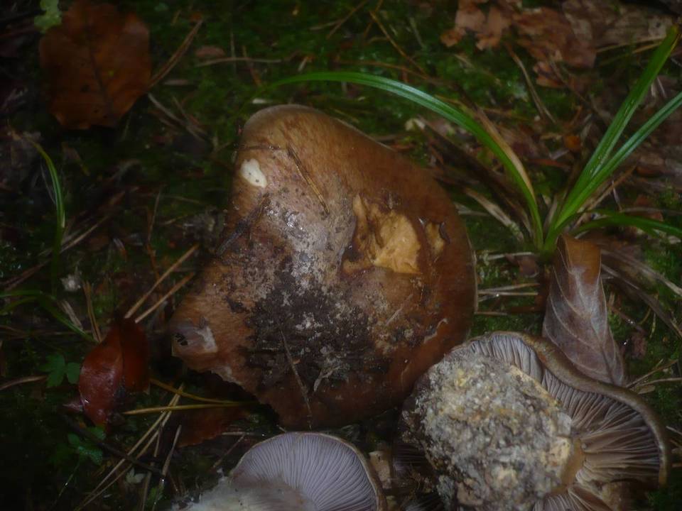 Cortinarius magicus image