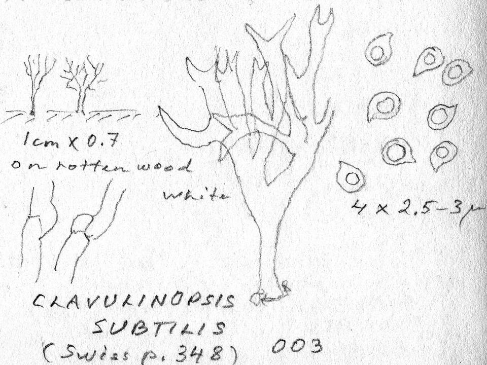 Ramariopsis subtilis image