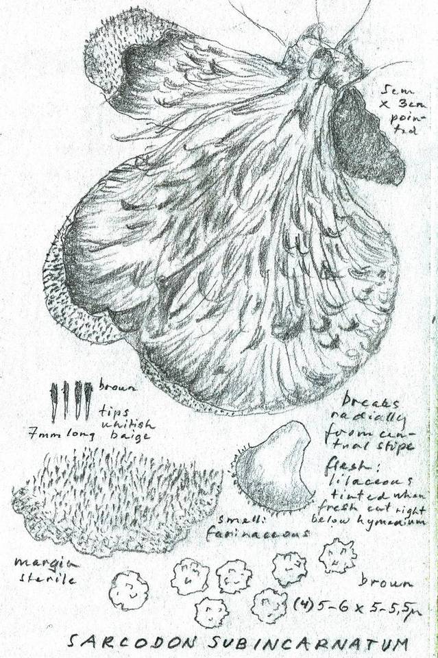 Sarcodon subincarnatus image