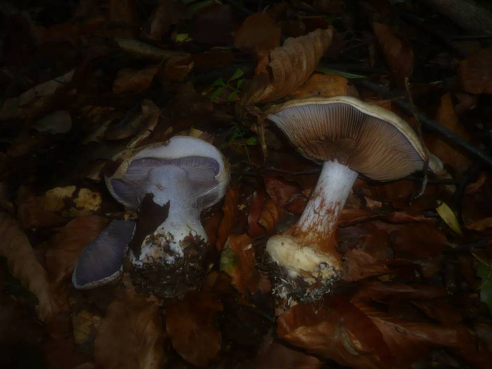 Cortinarius caesiostramineus image