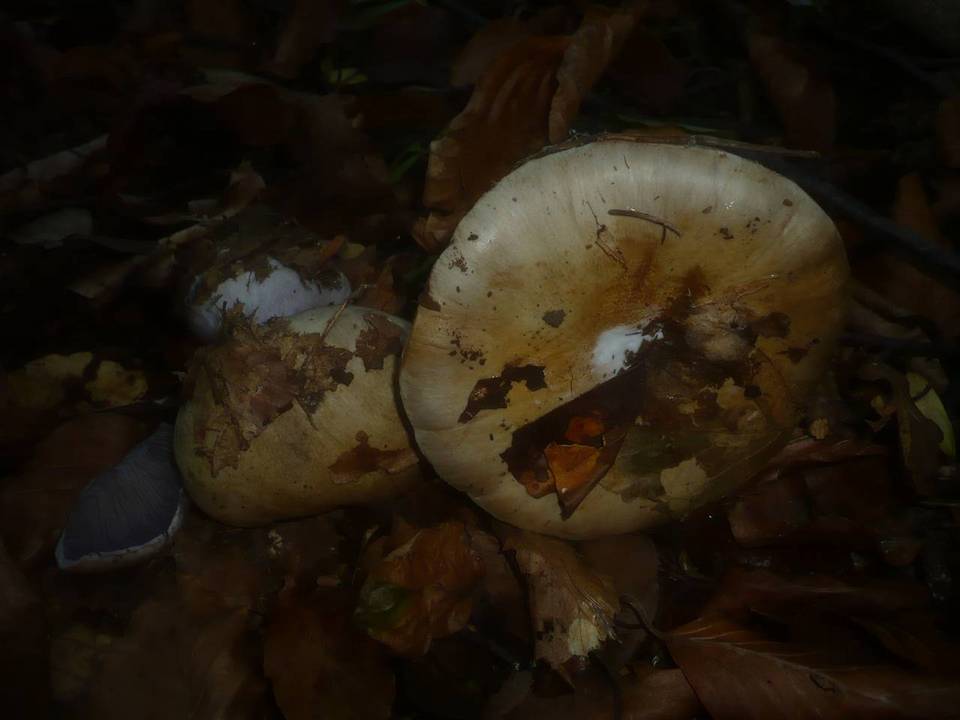 Cortinarius caesiostramineus image