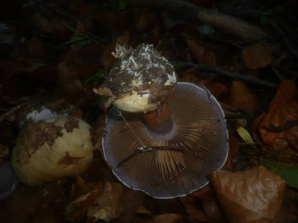 Cortinarius caesiostramineus image
