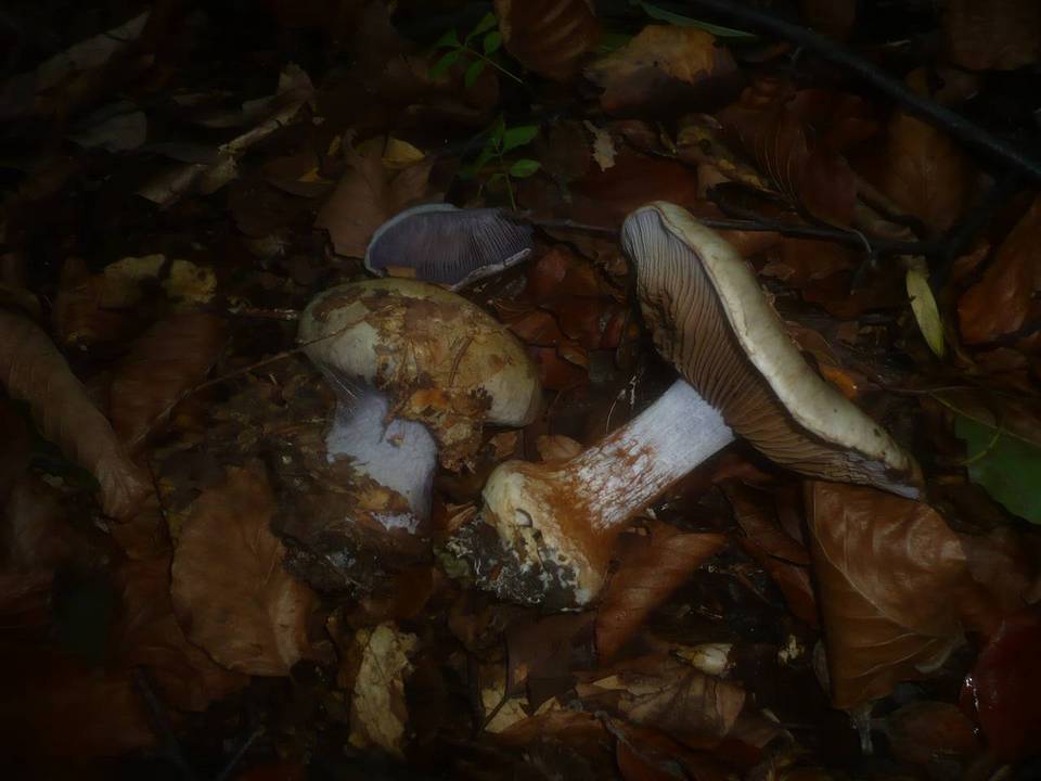Cortinarius caesiostramineus image