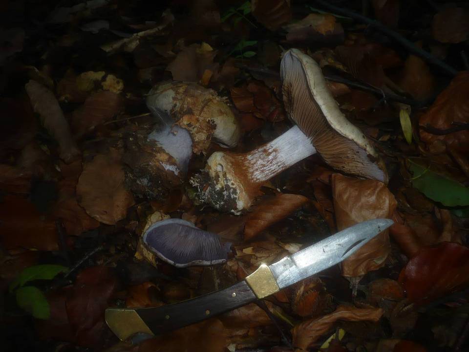 Cortinarius caesiostramineus image