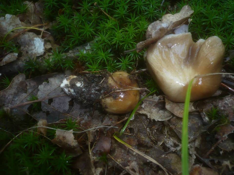 Cortinarius elatior image