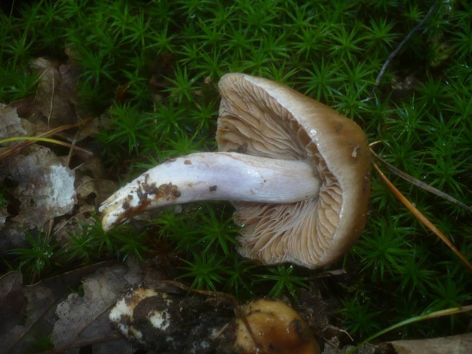Cortinarius elatior image