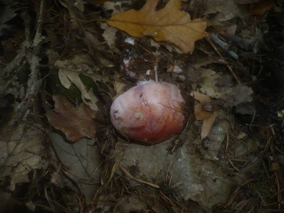 Cortinarius rufo-olivaceus image
