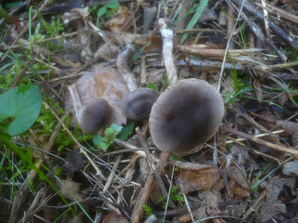 Cortinarius sertipes image