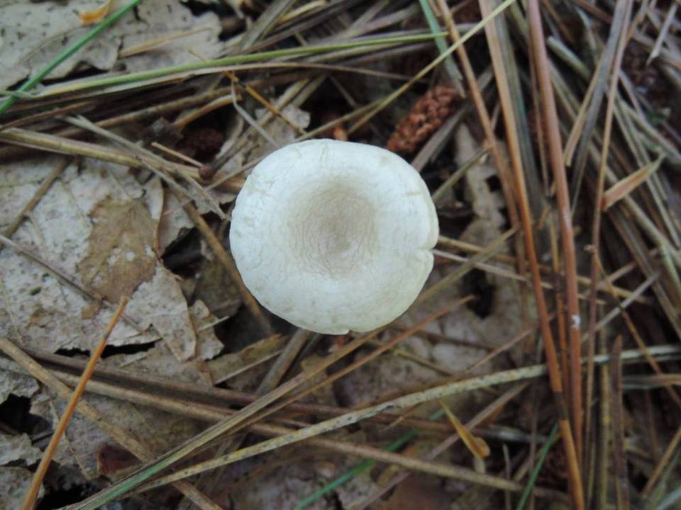 Leucocybe candicans image