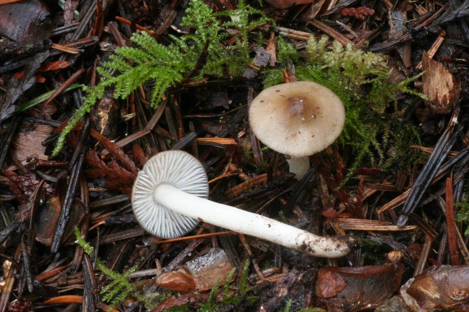 Hygrophorus subaromaticus image