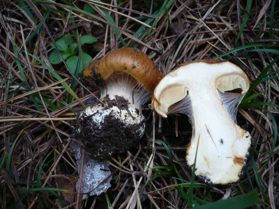 Cortinarius elegantior image