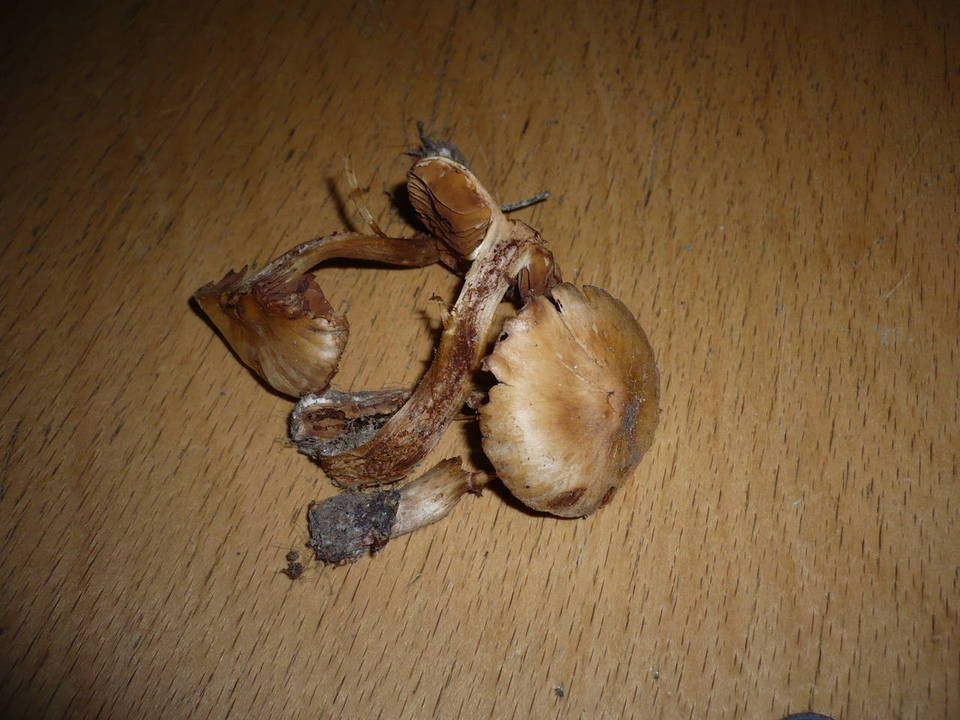 Cortinarius helvolus image