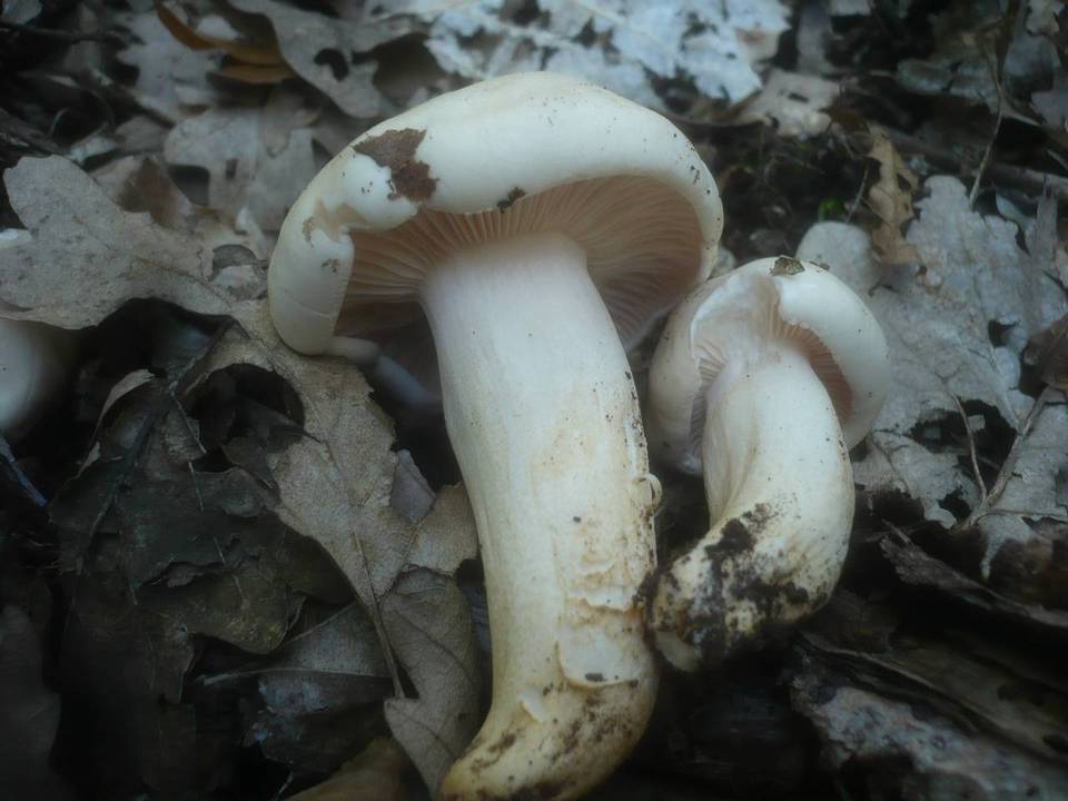 Hygrophorus penarius image