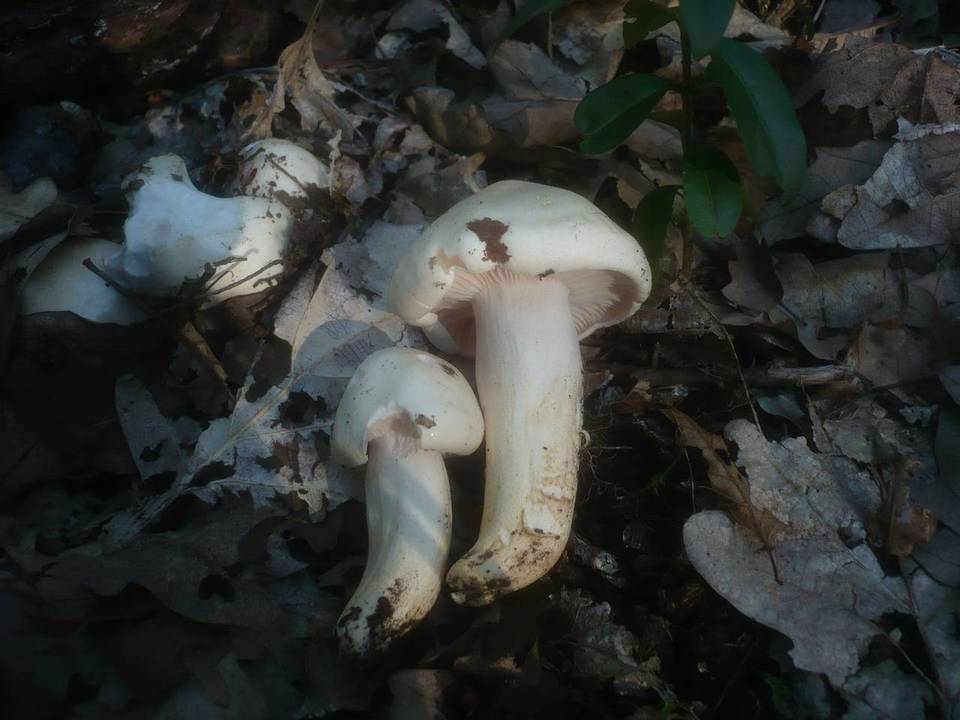 Hygrophorus penarius image