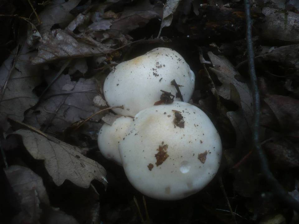 Hygrophorus penarius image