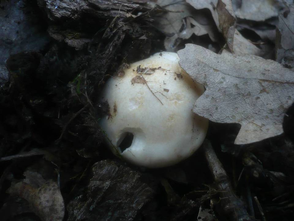 Hygrophorus penarius image