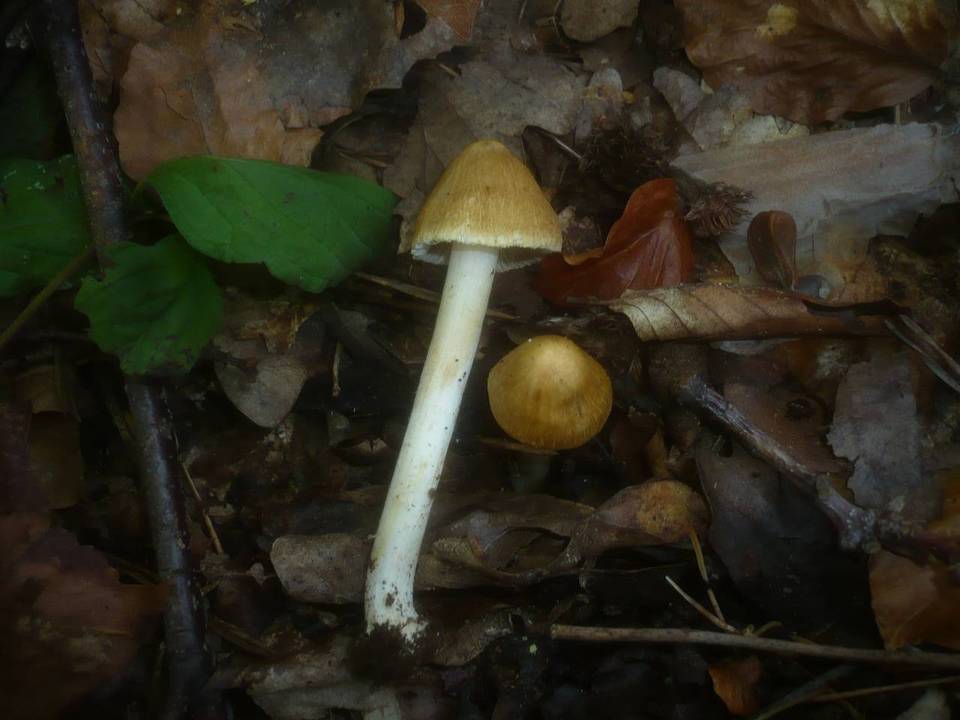 Inocybe auricoma image