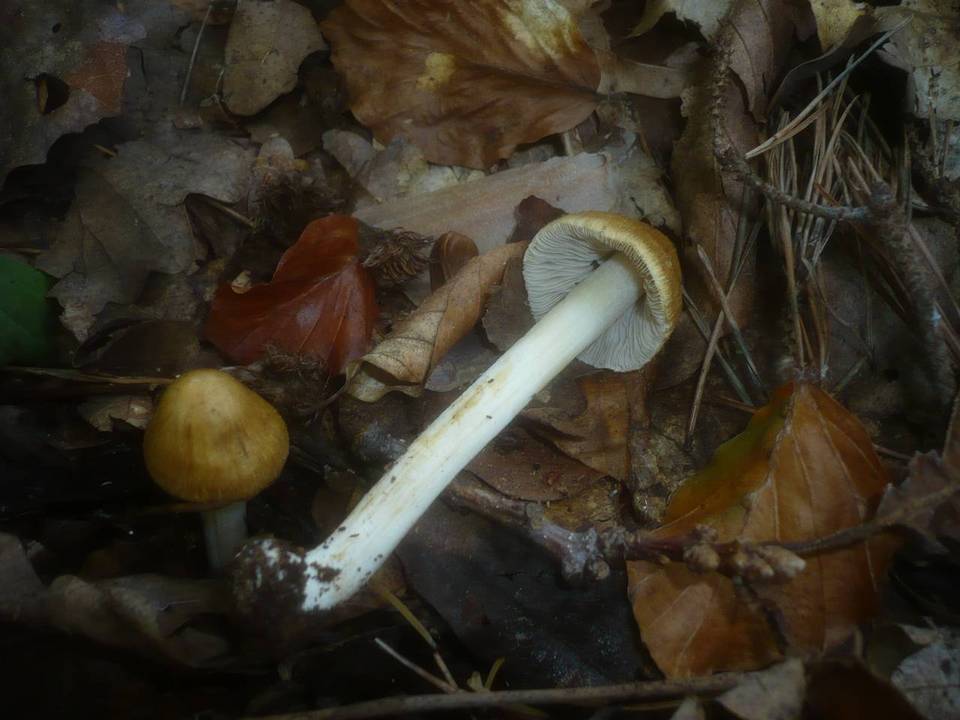 Inocybe auricoma image