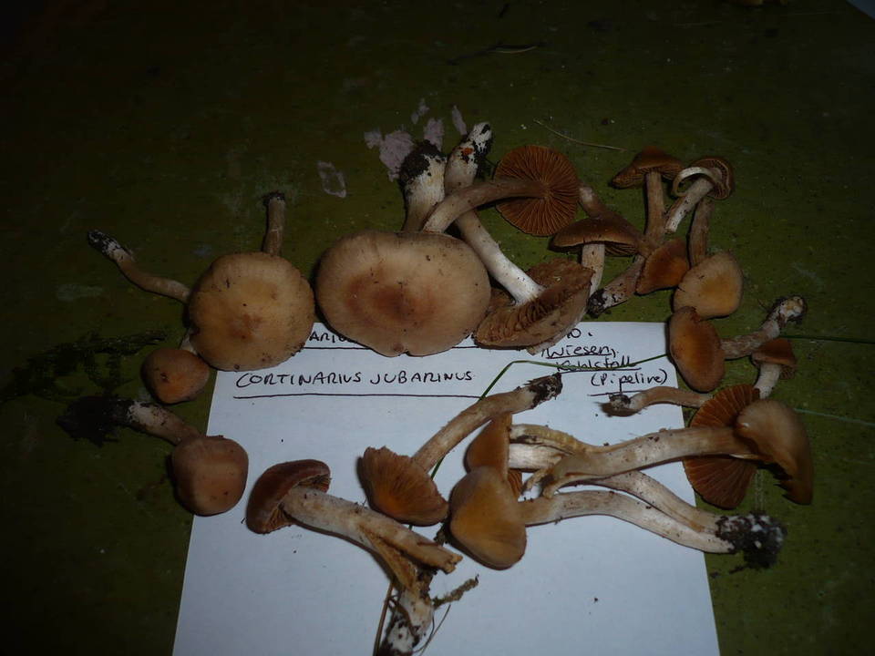 Cortinarius jubarinus image