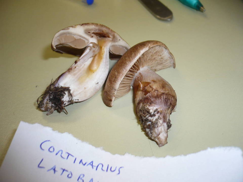 Cortinarius latobalteatus image