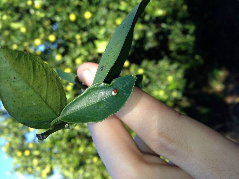 Aschersonia aleyrodis image