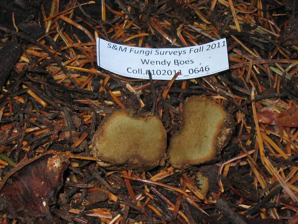 Rhizopogon evadens image