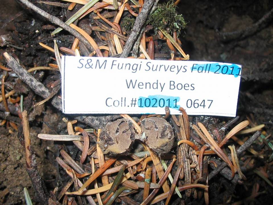 Rhizopogon salebrosus image
