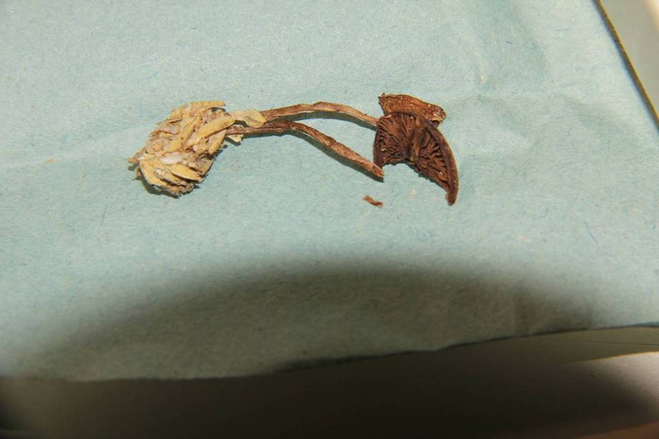 Psilocybe subaeruginascens image