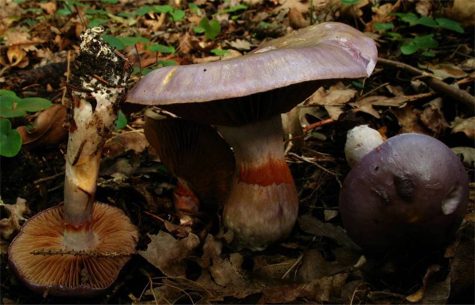 Cortinarius croceocoeruleus image