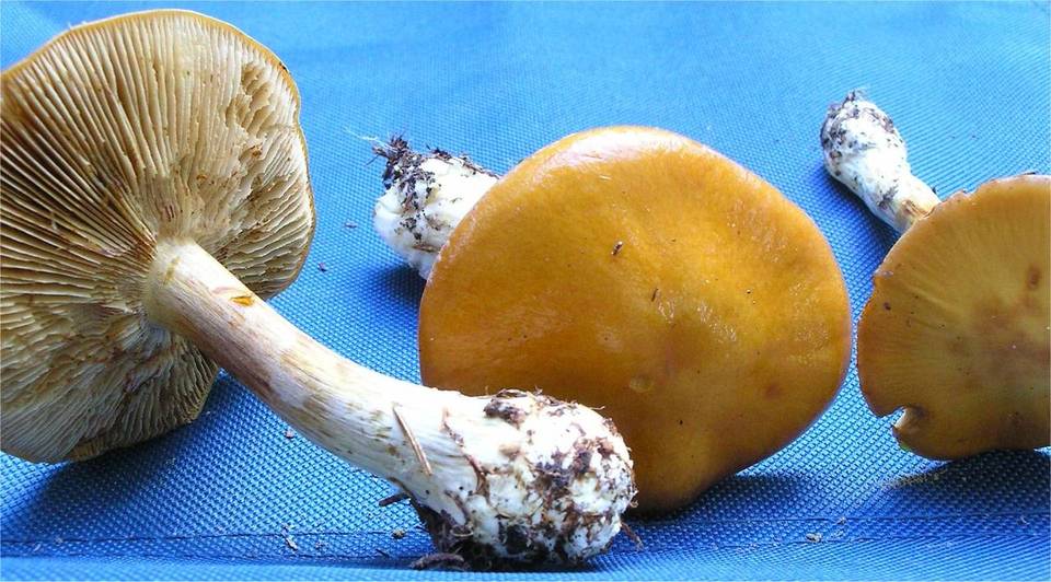 Cortinarius polymorphus image