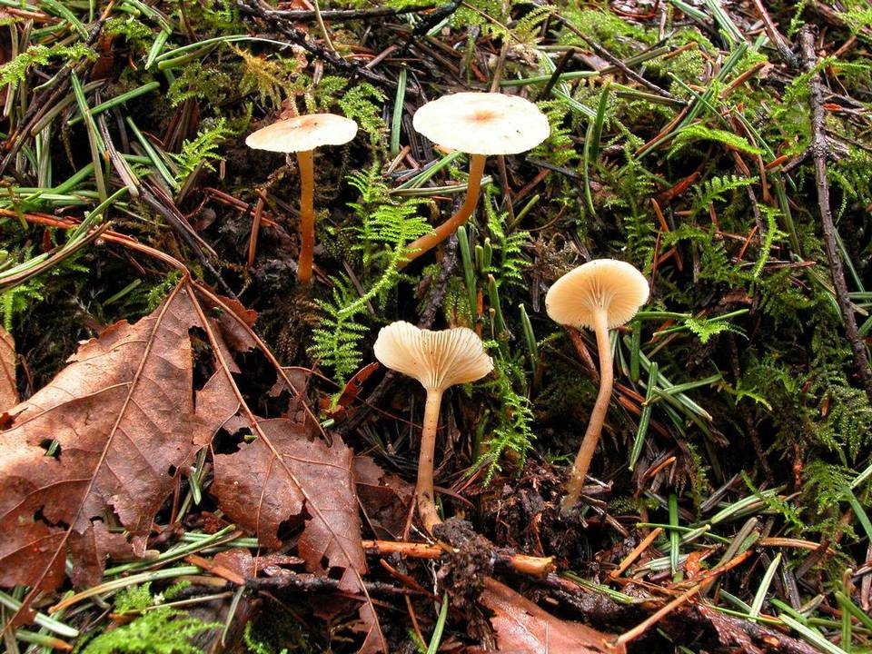 Clitocybe georgina image