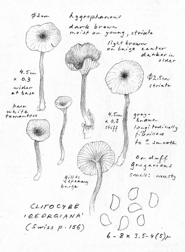 Clitocybe georgina image