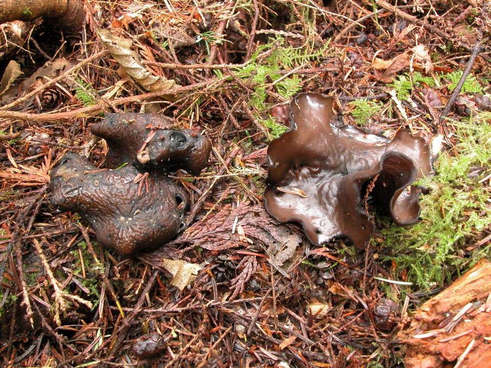 Plectania melaena image