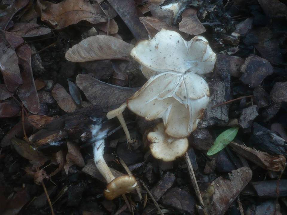 Clitocybe amarescens image