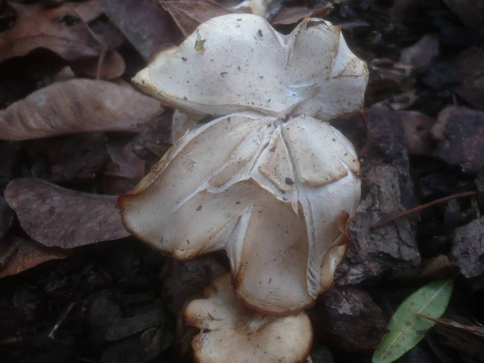 Clitocybe amarescens image