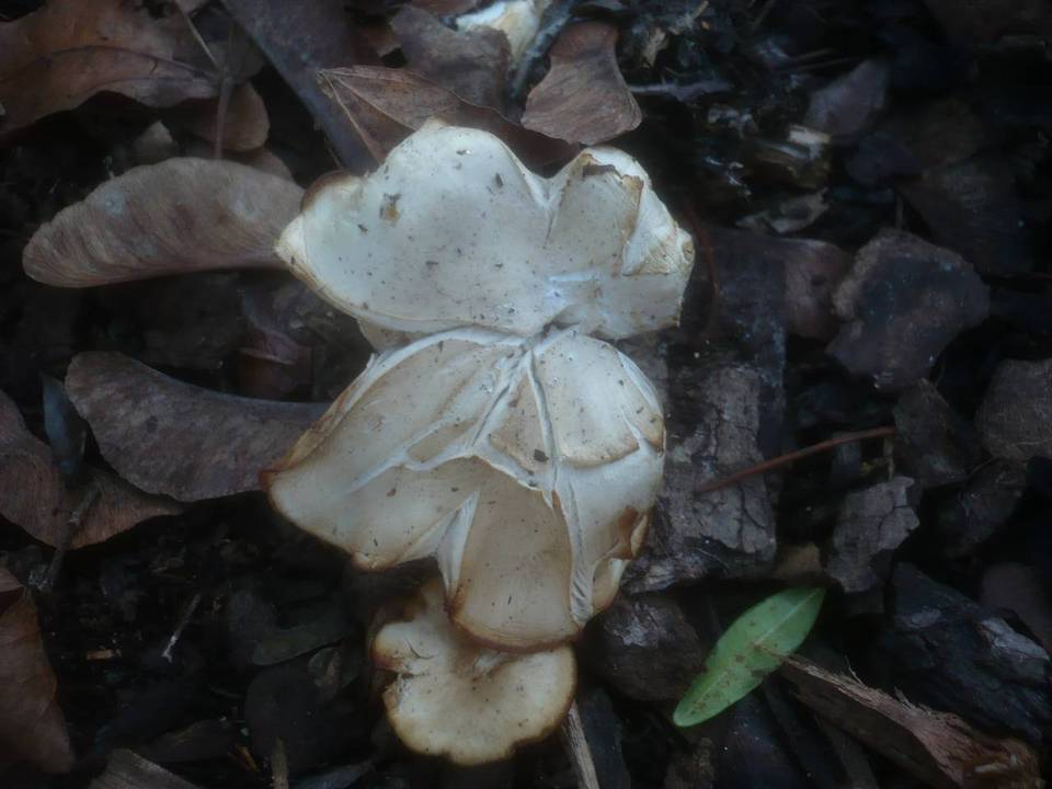 Clitocybe amarescens image