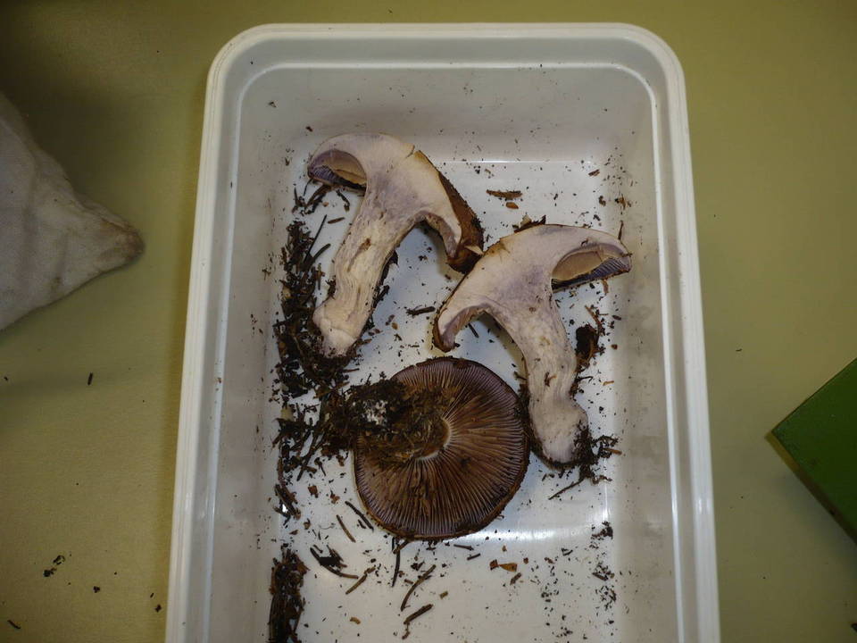 Cortinarius lividoviolaceus image