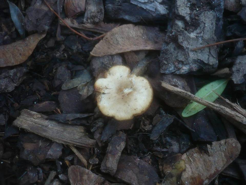 Clitocybe amarescens image