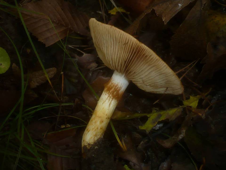 Cortinarius cephalixus image