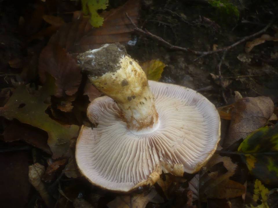 Cortinarius cephalixus image