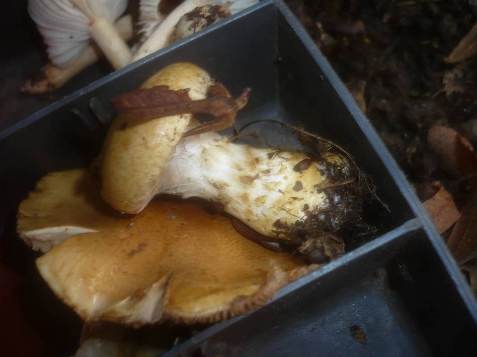 Cortinarius cephalixus image